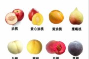 桃图片大全_桃子品种图片怎么区分