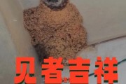 梦到燕子窝是什么预兆_梦见燕子筑巢好不好