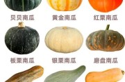 南瓜图片大全大图_南瓜品种高清图鉴