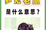 梦到老鼠是什么意思_梦到老鼠预示什么