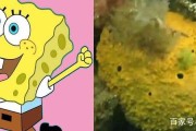 海绵宝宝是什么动物_海绵宝宝原型是海绵吗