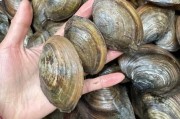 河蚌图片大全_河蚌怎么养