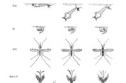 蚊子种类图片大全_如何快速识别常见蚊种
