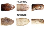 眼镜蛇图片大全_如何辨别真假