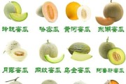 瓜果图片大全有哪些_瓜果种类名称大全