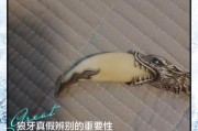 狼牙图片大全_狼牙吊坠真假怎么辨别