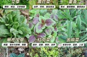 野菜图片大全及名字_常见野菜有哪些