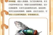 梦到好多苍蝇是什么意思_梦到苍蝇怎么破解