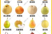 梨子品种图片大全_如何区分常见梨