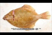 比目鱼图片大全_比目鱼为什么两只眼睛长在一侧