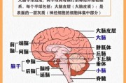 大脑结构图怎么画_大脑图片大全有哪些