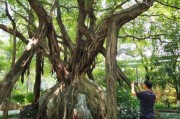 榕树图片大全大图_榕树高清图片怎么拍