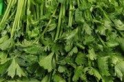 芹菜图片大全_芹菜种类有哪些