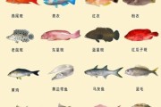 小海鱼的种类图片大全_如何快速识别常见品种