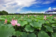 荷花池图片大全_如何拍摄高清荷花池照片