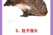 梦到刺猬是什么意思_梦见刺猬的预兆