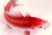 梦到红色鲤鱼是什么意思_红色鲤鱼梦境解析