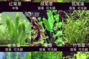 水草图片大全_如何挑选水草品种
