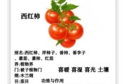 梦到摘西红柿是什么意思_梦见摘西红柿预示什么