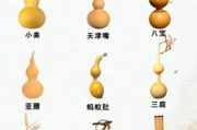 葫芦图片大全_葫芦品种有哪些