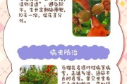 石榴花图片大全_石榴花怎么养护