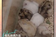 仓鼠生完宝宝要喂什么_母鼠哺乳期饮食全攻略