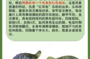 乌龟品种图片大全_如何区分常见宠物龟