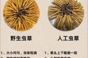 冬虫夏草图片大全大图_如何辨别真假