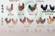 养鸡图片大全_新手如何挑选鸡苗