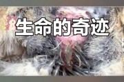 梦到母鸡孵出小鸡是什么意思_周公解梦原版解析