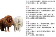 梦到藏獒是什么意思_梦见藏獒咬人怎么办