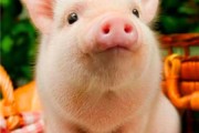 猪图片大全可爱_怎么拍才萌