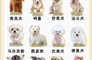 小型犬有哪些品种_适合家养的小型犬推荐