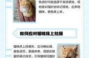 梦到猫拉屎是什么意思_梦见猫大便好不好
