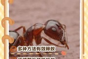 梦到很多蚂蚁是什么意思_蚂蚁成群爬上身怎么解