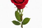 一支玫瑰花图片大全_如何拍出高级感