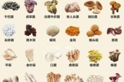 蘑菇种类大全及图片_常见可食用蘑菇有哪些