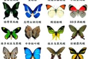 蝴蝶图片大全_如何识别常见种类