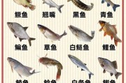 常见淡水鱼种类大全_如何快速识别淡水鱼