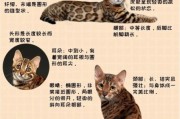 猫科动物图片大全_如何分辨豹猫与家猫