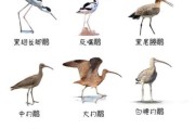 候鸟图片大全_如何分辨候鸟种类
