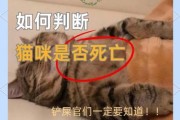 梦到猫死了是什么意思_猫死了预示什么