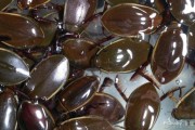 水虫子图片大全_水里的虫子有哪些种类