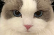 布偶猫图片大全_布偶猫为什么这么好看