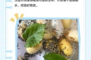 蚕宝宝不吃桑叶到处爬怎么办_蚕宝宝拒食桑叶原因