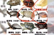 龟图片大全大图_高清龟类图鉴哪里找