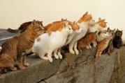 梦到好多猫是什么意思_猫群梦境解析