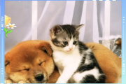 梦到小猫小狗是什么意思_梦见猫狗同时出现代表什么