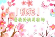 梦到桃花盛开是什么意思_桃花梦境解析与心理暗示