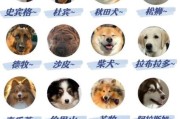大狗图片大全_有哪些品种适合家养